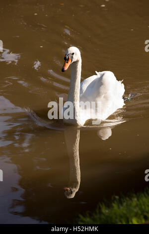 Großbritannien, England, Cheshire, Beeston Brook, einsame auf Shropshire Union Canal an Beeston Eisen Schleuse Stockfoto