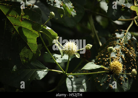 Hautnah weiße und gelbe Blume der Teak-Baum Stockfoto