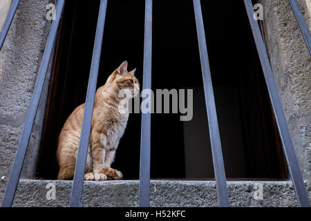 Castagneto Carducci ist einer der beliebtesten Städte an der etruskischen Küste, Livorno, Italien, Katze am Fenster Stockfoto