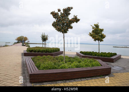 Eberesche am Pier. Drei Bäume. Berrie von. Dünne.    die Ufer des Sees. Stockfoto