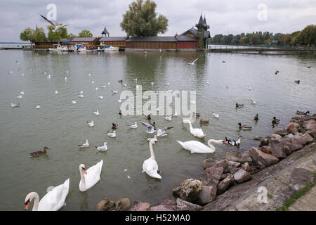 Schwäne auf dem See. Ente die. Möwen die. Weiß.  Schwimmen die. Meer überfliegen. Stockfoto