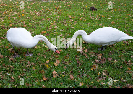 Paar Schwäne Rasen knabbern. Wandern und Essen. Weißer Vogel Stockfoto