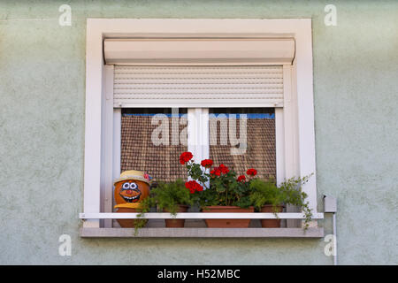 Fenster. Blumen auf der. Gesicht der Kürbis eine Fensterbank.   mit Fensterläden. Das Privathaus. Stockfoto