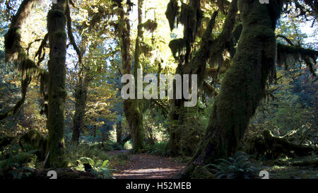 Hoh Rain Forest, Olympic Nationalpark, WASHINGTON USA - Oktober 2014: Die epische Hall Of Moose Trail. Bäume in Moos in einem gemäßigt bedeckt. Stockfoto