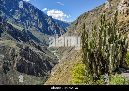 Calcus am Rande des Colca Canyon in Peru Stockfoto