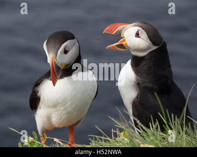 Papageientaucher in den Klippen des Nordwesten Islands. Stockfoto