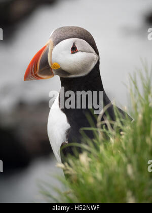 Papageientaucher in den Klippen des Nordwesten Islands. Stockfoto