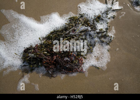 Newgale Strand nach Wintersturm angespült Algen mit Schaum bedeckt. Stockfoto