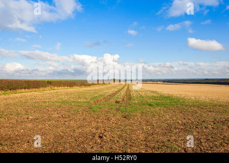 Muster und Texturen eine Herbstlandschaft mit Stoppelfeldern und Hecken bei bewölktem Himmel blau. Stockfoto