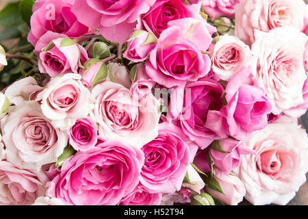 Rosa Rosen als Hintergrund. Stockfoto