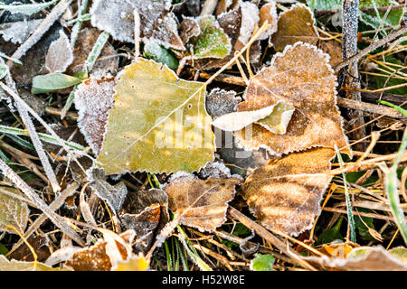 gelbes Herbstlaub auf dem Boden mit Frost bedeckt. Stockfoto