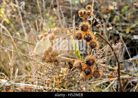 Stacheln Distel Herbstfärbung Sonnenlicht am Morgen. Stockfoto