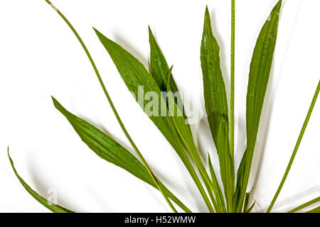 Studioaufnahme Nahaufnahme von dünnen Stielen und breite grüne Blätter von Wildgras auf weiß Stockfoto