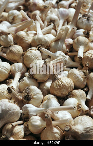 Viele ausgewählte Knoblauchknollen in einem Markt zu verkaufen Stockfoto