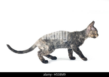 Devon Rex Purebrebred Katze auf weißem Hintergrund Stockfoto