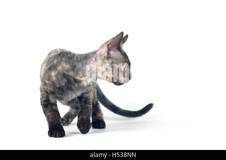 Devon Rex Purebrebred Katze auf weißem Hintergrund Stockfoto