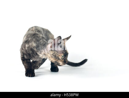 Devon Rex Purebrebred Katze auf weißem Hintergrund Stockfoto