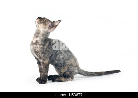 Devon Rex Purebrebred Katze auf weißem Hintergrund Stockfoto