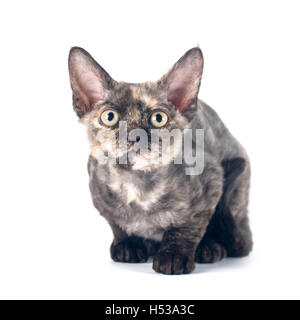 Devon Rex Purebrebred Katze auf weißem Hintergrund Stockfoto