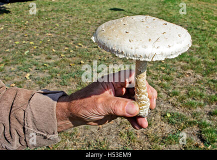 Ein Mann hält ein Champignon in der hand. Stockfoto