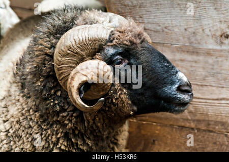 Widderkopf mit langen Hörnern hautnah. Stockfoto