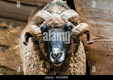 Widderkopf mit langen Hörnern hautnah. Stockfoto