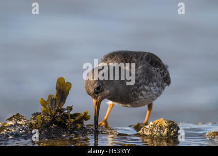 Meerstrandläufer (Calidris Maritima) ernähren sich von der Küste, Ross-Shire, Highland, Schottland. Stockfoto