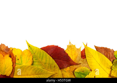 Auf einem weißen Blätter im Herbst Stockfoto