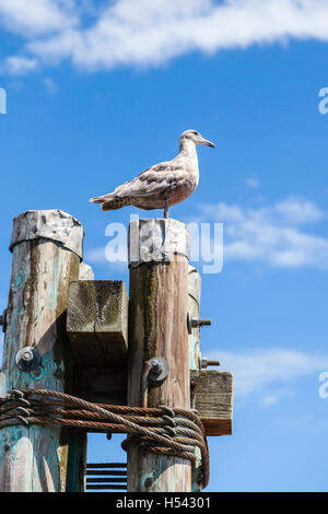 Eine graue juvenile Western Silbermöwe (Larus Occidentalis) stehend auf einem Dock-Beitrag auf der Suche nach Nahrung. Der Vogel ist häufig in Nort Stockfoto