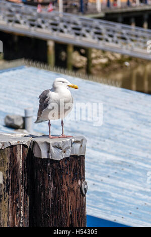 Ein Western Silbermöwe (Larus Occidentalis) stehend auf einem Dock-Beitrag auf der Suche nach Nahrung. Diese Möwe Art ist häufig im Norden Stockfoto