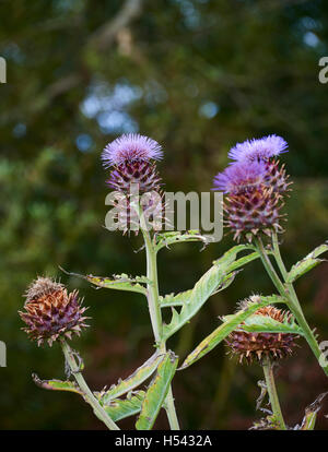 Die Karde (Cynara Cardunculus), auch genannt die Artischocke Mariendistel, Cardone, Cardoni, Carduni oder Cardi, ist eine Distel-wie plan Stockfoto