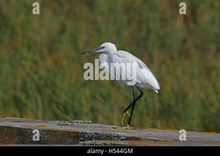 Kleiner Reiher oder Weißer Reiher hautnah lateinischen Egretta Garzetta gelbe Füße paradieren auf einer Wand in Comacchio von Ruth Schwan Stockfoto