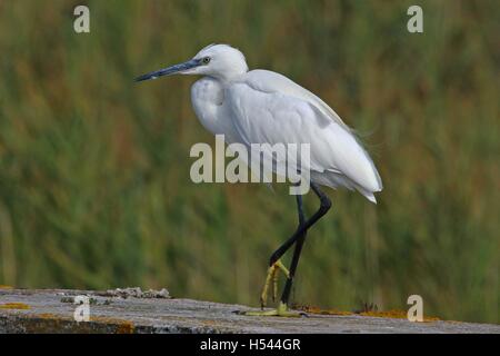 Kleiner Reiher oder Weißer Reiher hautnah lateinischen Egretta Garzetta gelbe Füße paradieren auf einer Wand in Comacchio von Ruth Schwan Stockfoto