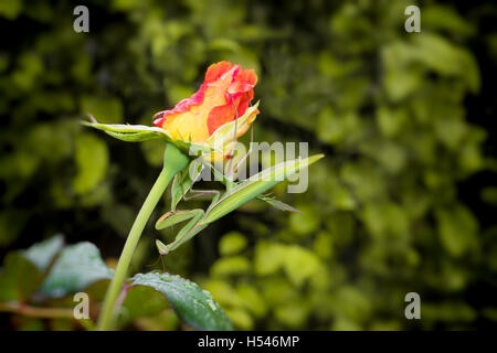 Grüne Gottesanbeterin, Mantis Religiosa, sitzen auf einer orange Rosenknospe warten auf Insekten zu fangen. Außerhalb Europas dieses s Stockfoto