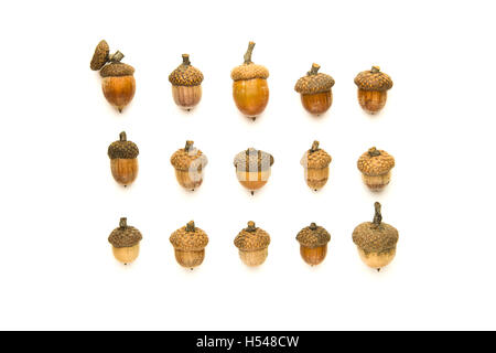 Viele getrocknete Herbst Eicheln auf weiß Stockfoto