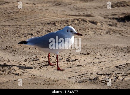 Möwe am Strand von Ainsdale in Merseyside Stockfoto