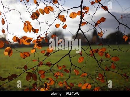 Britische Jahreszeiten - Buche Blätter. Herbst im Wald von Dean und Wye Valley Stockfoto