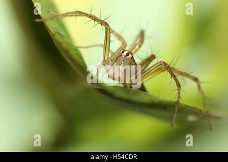 Weibliche Luchs Spinne auf eine Verteidigung Haltung auf einem Blatt. Stockfoto