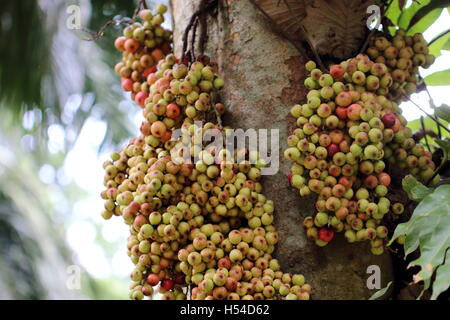 Cluster-Feigen (Ficus Racemosa Linn) am Baum. Stockfoto