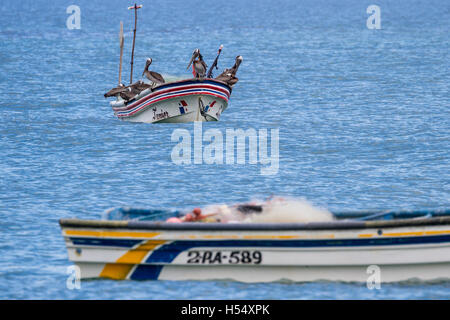 Santa Clara, Panama - Juni 12: braune Pelikane thront auf einem kleinen Fischerboot. 12. Juni 2016, Santa Clara, Panama. Stockfoto