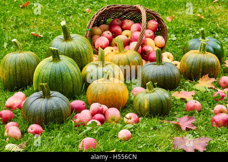 Frisch geerntete Kürbisse und Äpfel im Herbst Garten Stockfoto