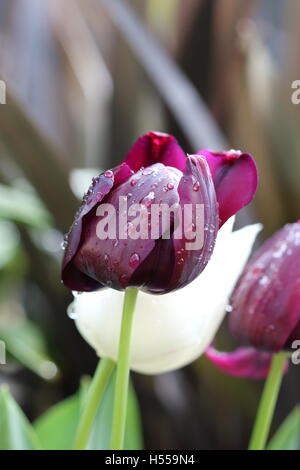 Homegrown weiße und schwarze Tulpe auch bekannt als Königin der Nacht Stockfoto