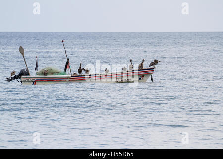 Santa Clara, Panama - Juni 12: braune Pelikane thront auf einem kleinen Fischerboot. 12. Juni 2016, Santa Clara, Panama. Stockfoto