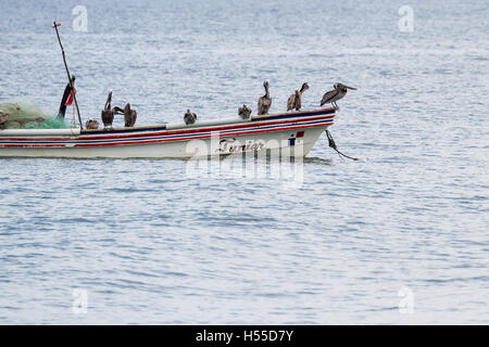 Santa Clara, Panama - Juni 12: braune Pelikane thront auf einem kleinen Fischerboot. 12. Juni 2016, Santa Clara, Panama. Stockfoto