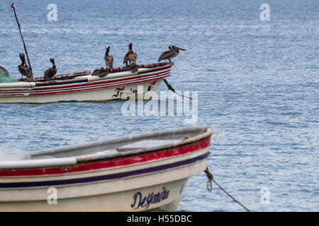 Santa Clara, Panama - Juni 12: braune Pelikane thront auf einem kleinen Fischerboot. 12. Juni 2016, Santa Clara, Panama. Stockfoto