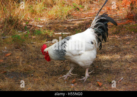 Freilaufenden Hühnern roaming frei um den Hof. Stockfoto