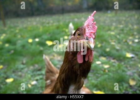 Nahaufnahme der alten Biddy Henne verbinden unsere Herde Stockfoto