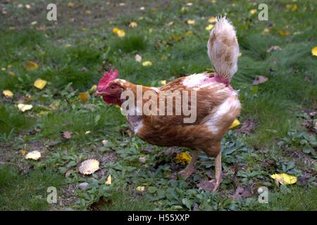 Alten Biddy Henne fehlende Federn in einer kleinen Herde Stockfoto