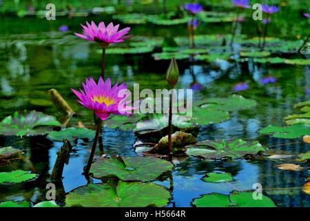 Lila Lotus Blumen im Teich Stockfoto