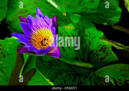 Lila und Gelb Lotus Blume im Teich Stockfoto